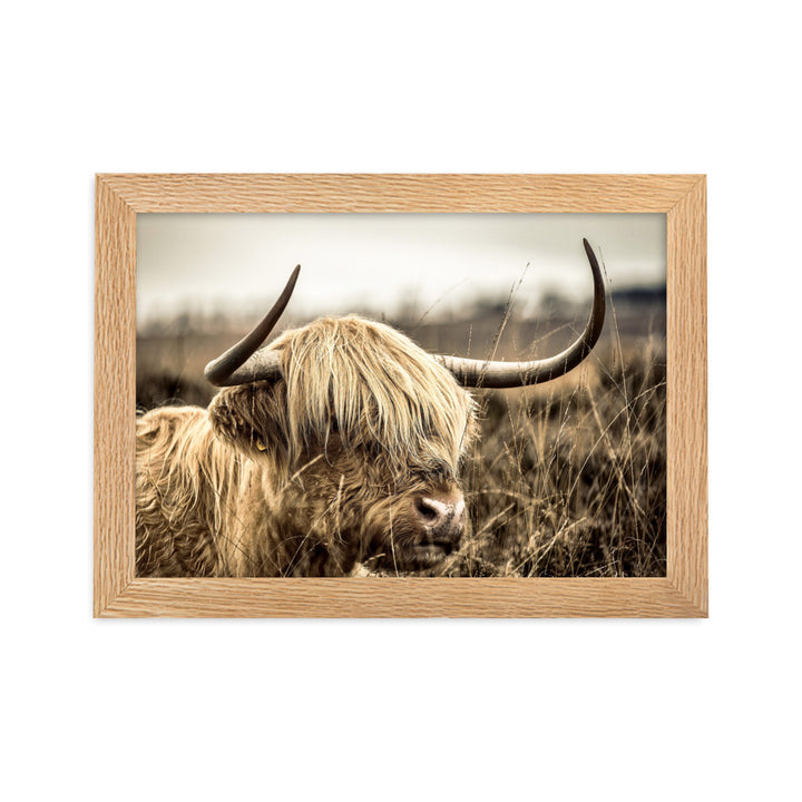 Poster - Highland Cattle Retro Kuratoren von artlia Oak / 21×30 cm artlia