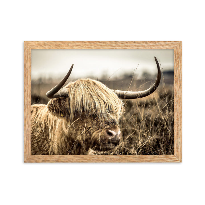 Poster - Highland Cattle Retro Kuratoren von artlia Oak / 30×40 cm artlia