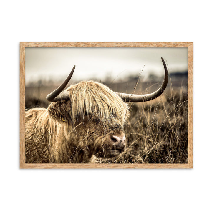 Poster - Highland Cattle Retro Kuratoren von artlia Oak / 50×70 cm artlia