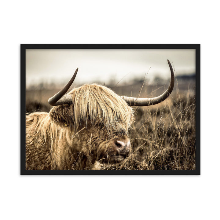 Poster - Highland Cattle Retro Kuratoren von artlia Schwarz / 50×70 cm artlia
