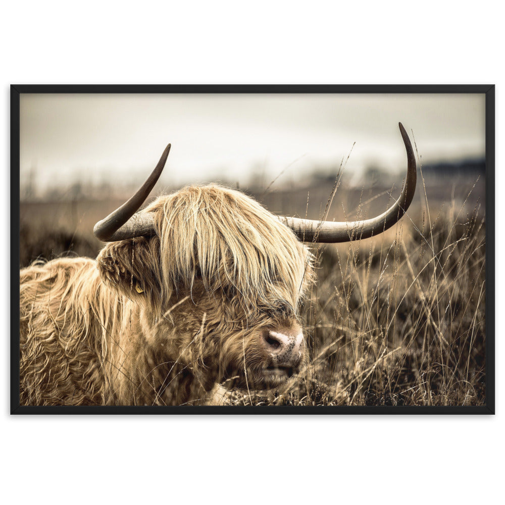 Poster - Highland Cattle Retro Kuratoren von artlia Schwarz / 61×91 cm artlia