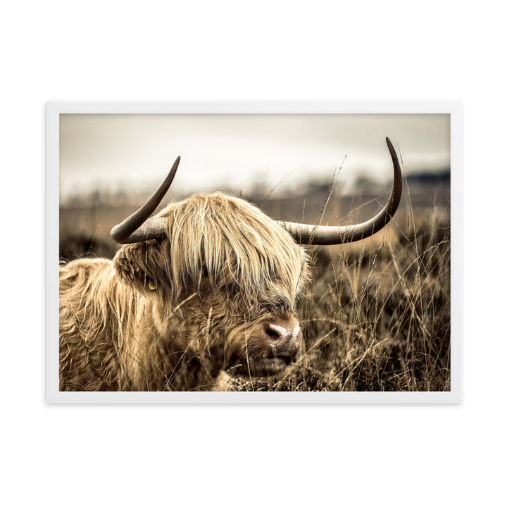Poster - Highland Cattle Retro Kuratoren von artlia Weiß / 50×70 cm artlia