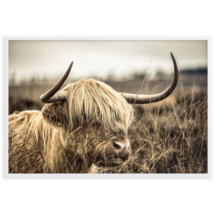 Poster - Highland Cattle Retro Kuratoren von artlia Weiß / 61×91 cm artlia