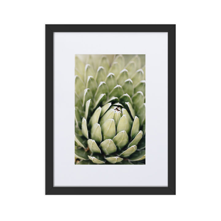 Poster mit Passepartout - Cactus Flower II Kuratoren von artlia Schwarz / 30×40 cm artlia