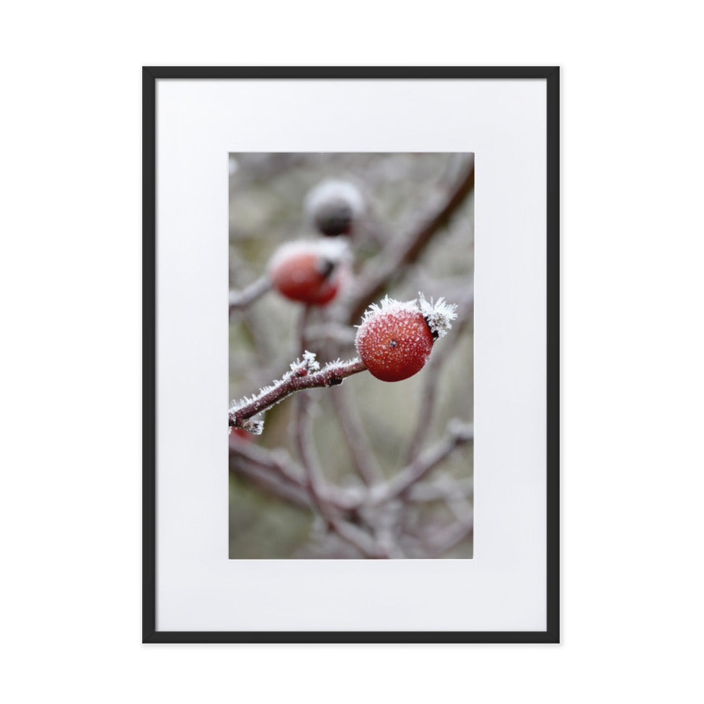 Poster mit Passepartout - Winterbeeren II Kuratoren von artlia Schwarz / 50×70 cm artlia