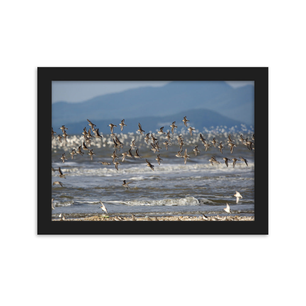 Poster mit Rahmen - Shorebirds Young Han Song Schwarz / 21×30 cm artlia