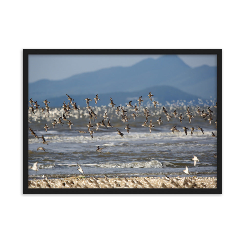 Poster mit Rahmen - Shorebirds Young Han Song Schwarz / 50×70 cm artlia