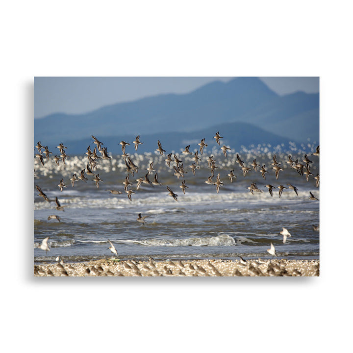 Poster - Shorebirds Young Han Song 70×100 cm artlia