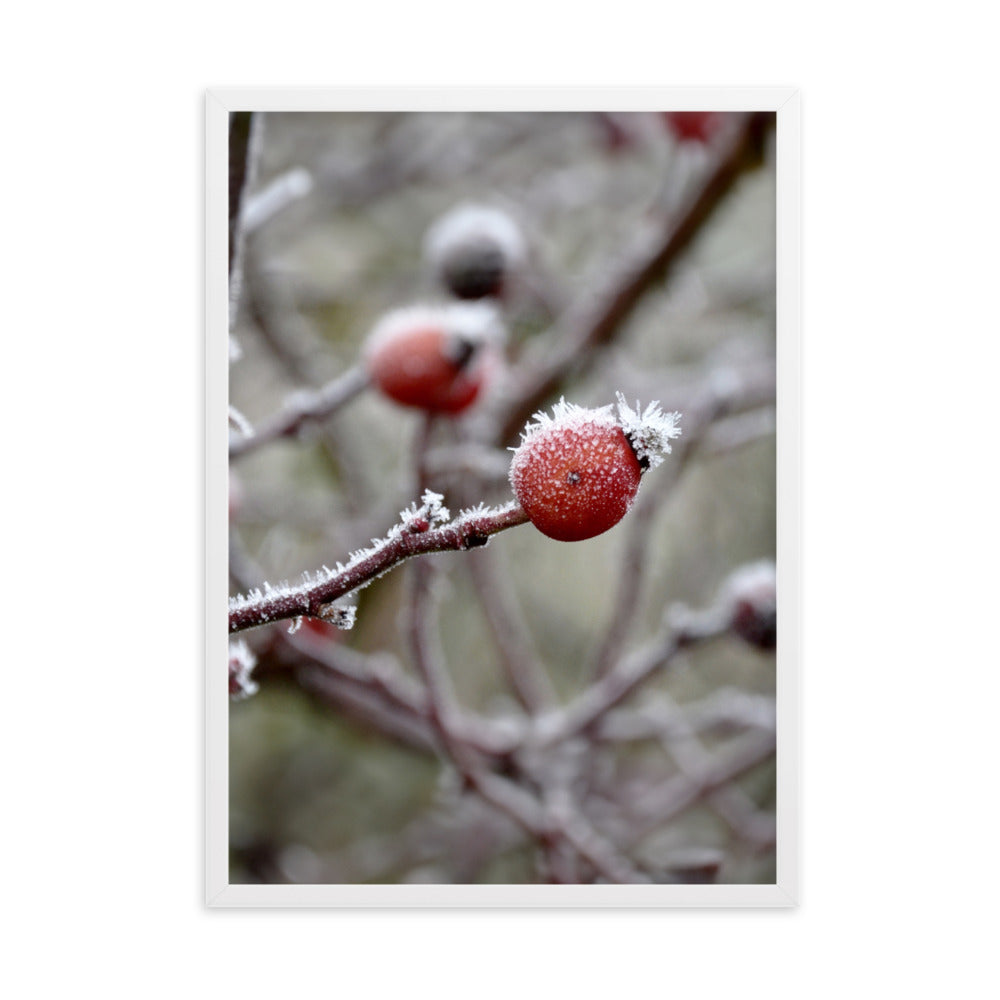 Poster - Winterbeeren II Kuratoren von artlia Weiß / 50×70 cm artlia