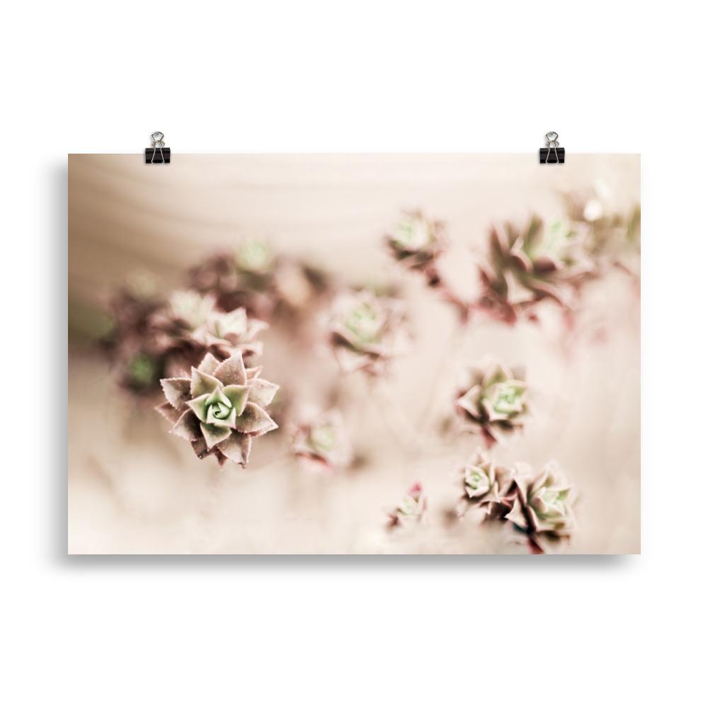 Flower Cactus - Poster artlia 70×100 cm artlia