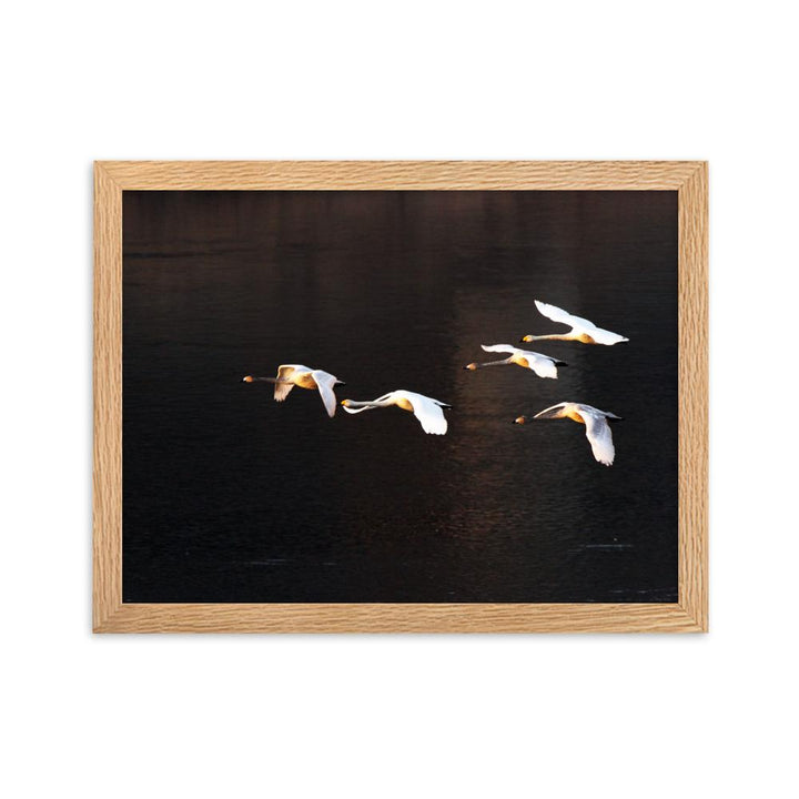 Flying Swans - Poster im Rahmen artlia Oak / 30×40 cm artlia