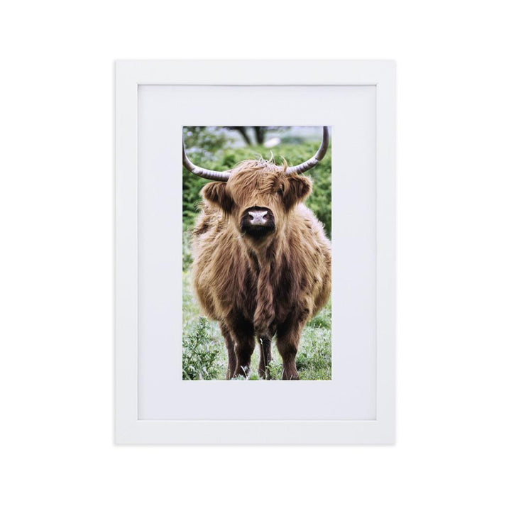 Highland cattle - Poster im Rahmen mit Passepartout artlia Weiß / 21×30 cm artlia