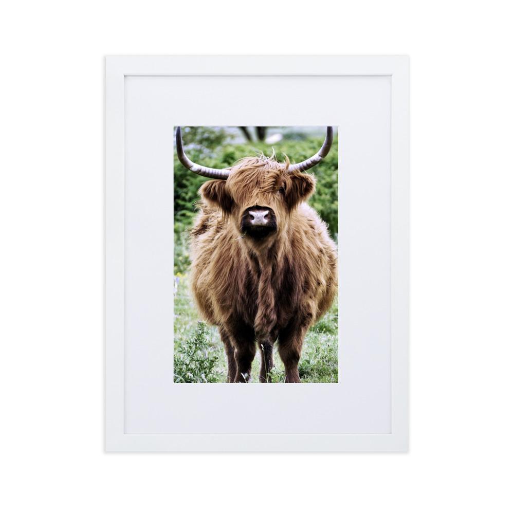 Highland cattle - Poster im Rahmen mit Passepartout artlia Weiß / 30×40 cm artlia