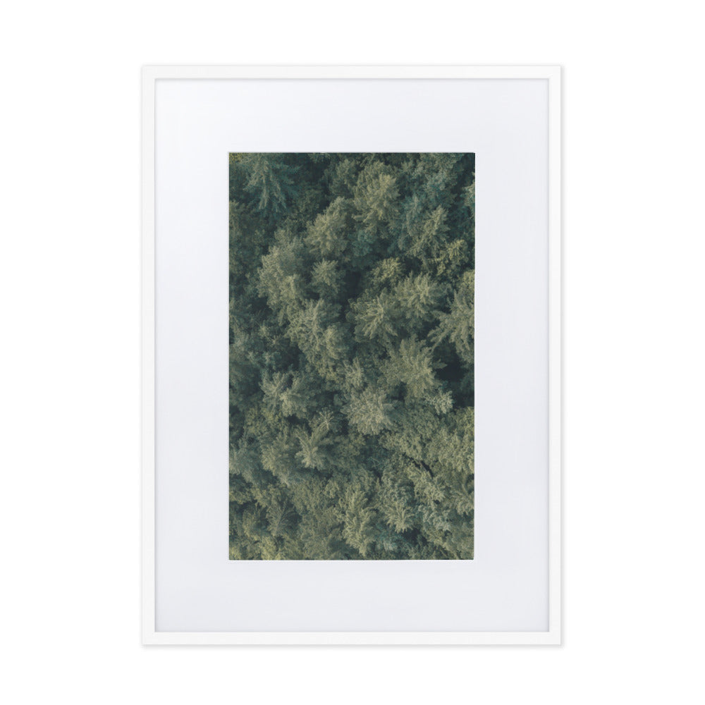 Kiefernwald Pine Forest - Poster im Rahmen mit Passepartout Kuratoren von artlia Weiß / 50×70 cm artlia