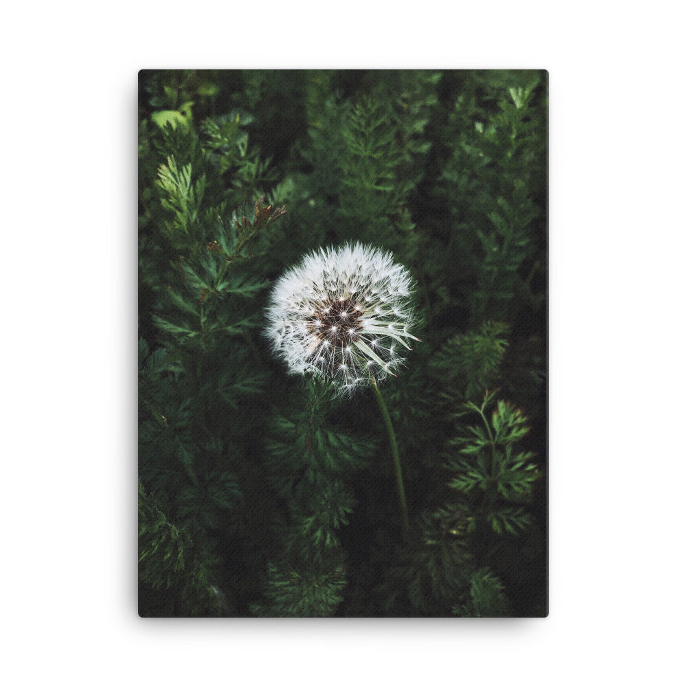 Leinwand - Pusteblume Kuratoren von artlia 30x41 cm artlia