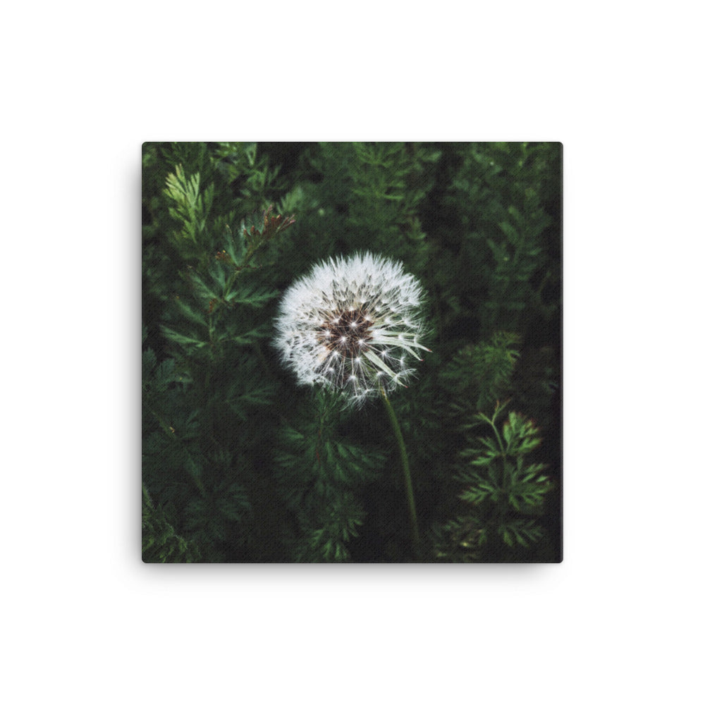 Leinwand - Pusteblume Kuratoren von artlia 41x41 cm artlia