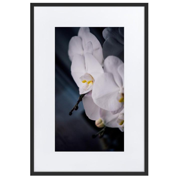 Orchid 02 - Poster im Rahmen mit Passepartout Kuratoren von artlia schwarz / 61×91 cm artlia