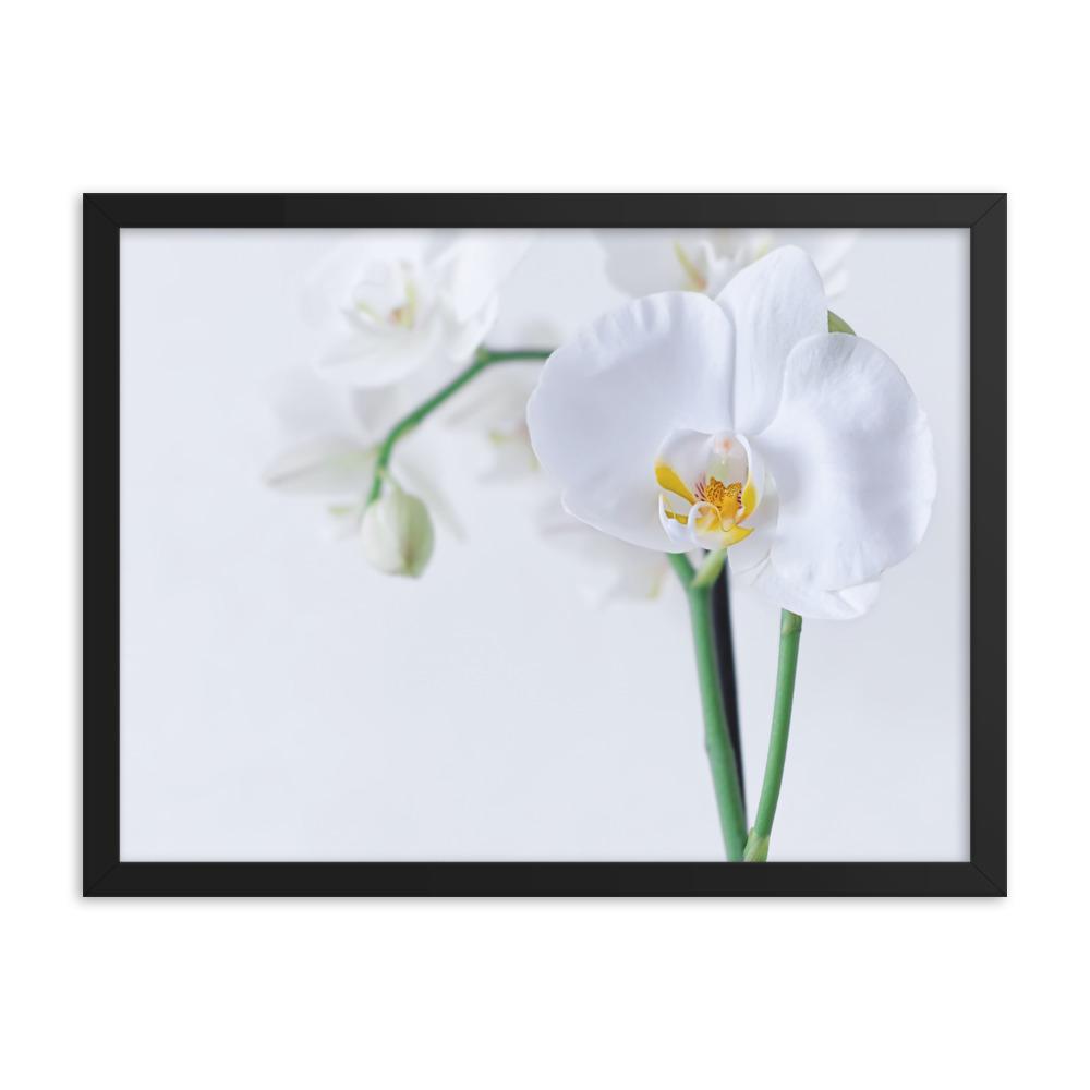 Orchid 03 - Poster im Rahmen Kuratoren von artlia schwarz / 30x41 cm artlia