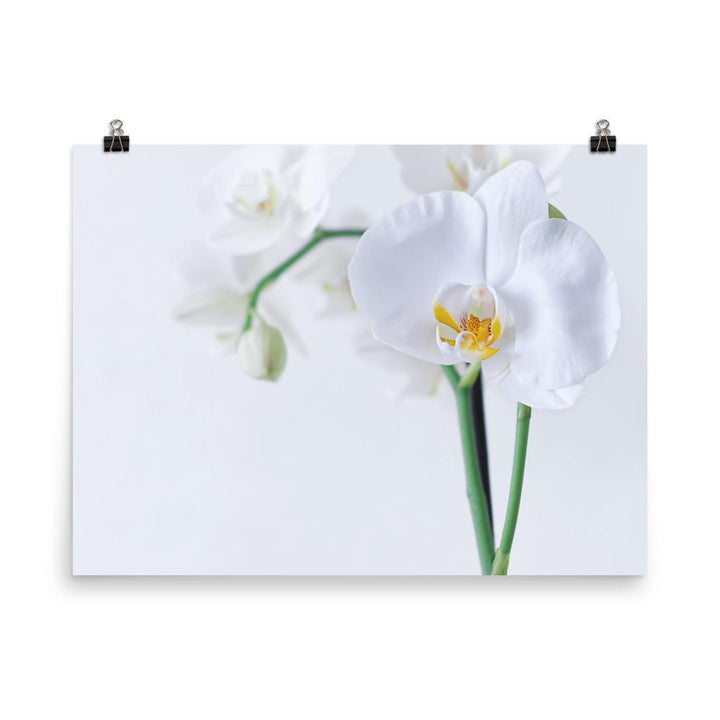 Orchid 03 - Poster Kuratoren von artlia 30x41 cm artlia