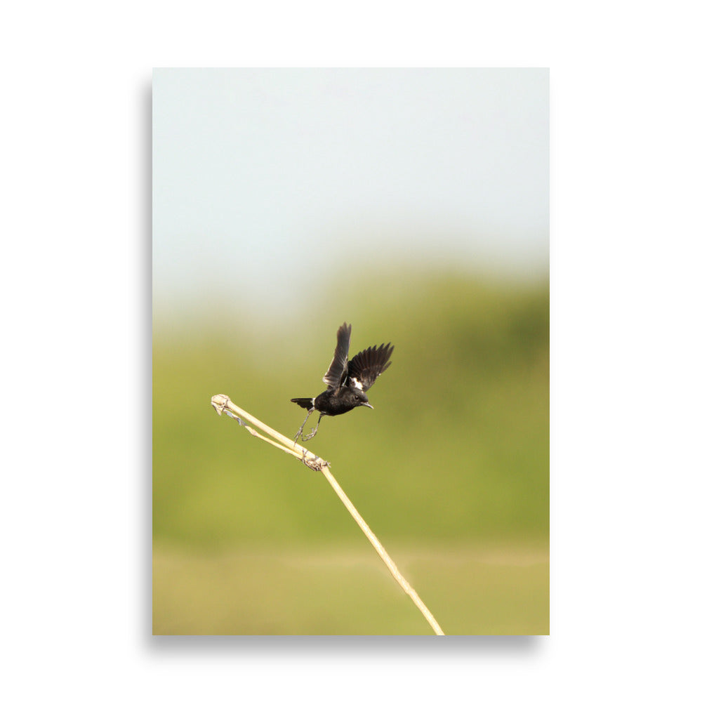 Poster - Elsterschmätzer Pied Bushchat Young Han Song 21×30 cm artlia