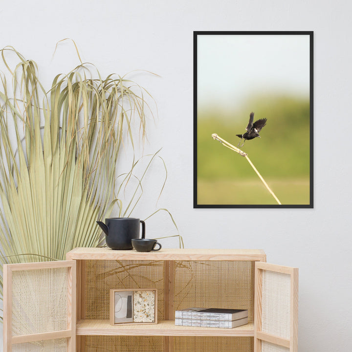 Poster - Elsterschmätzer Pied Bushchat Young Han Song artlia