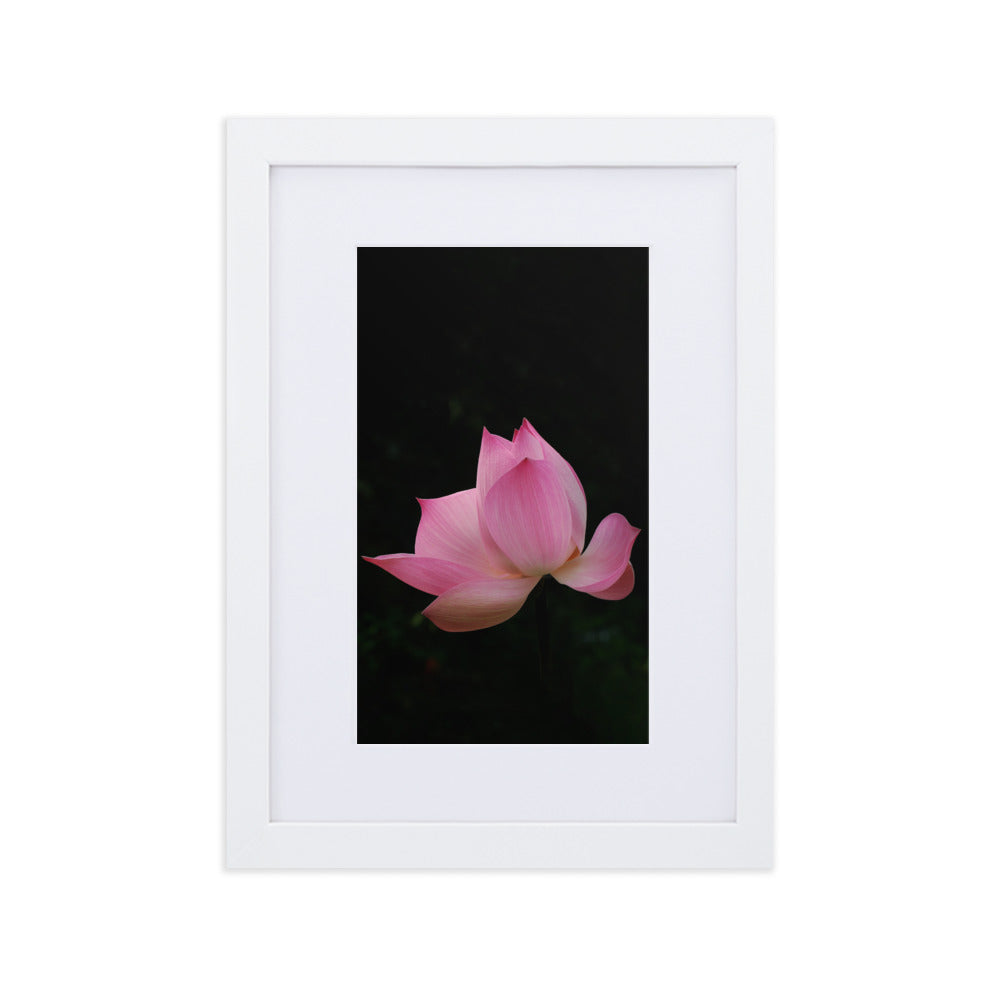 Poster mit Passepartout - Lotus Seerose Kuratoren von artlia Weiß / 21×30 cm artlia