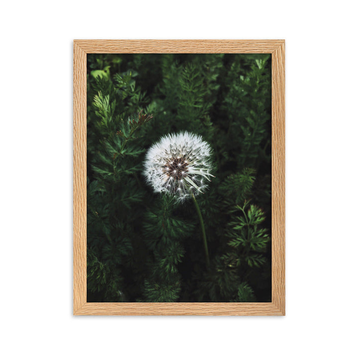 Poster mit Rahmen - Pusteblume Kuratoren von artlia Oak / 30×40 cm artlia