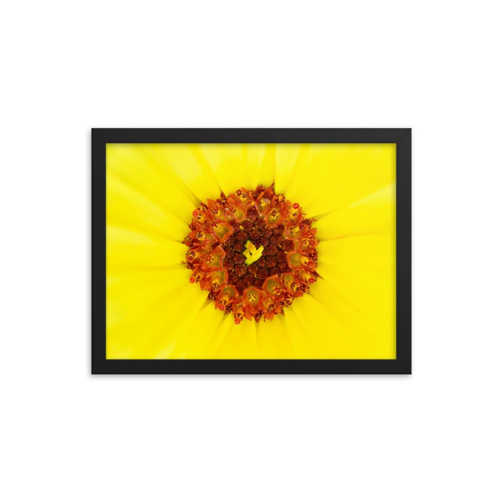 Ringelblume - Poster im Rahmen Werner Fiedler schwarz / 30x41 cm artlia