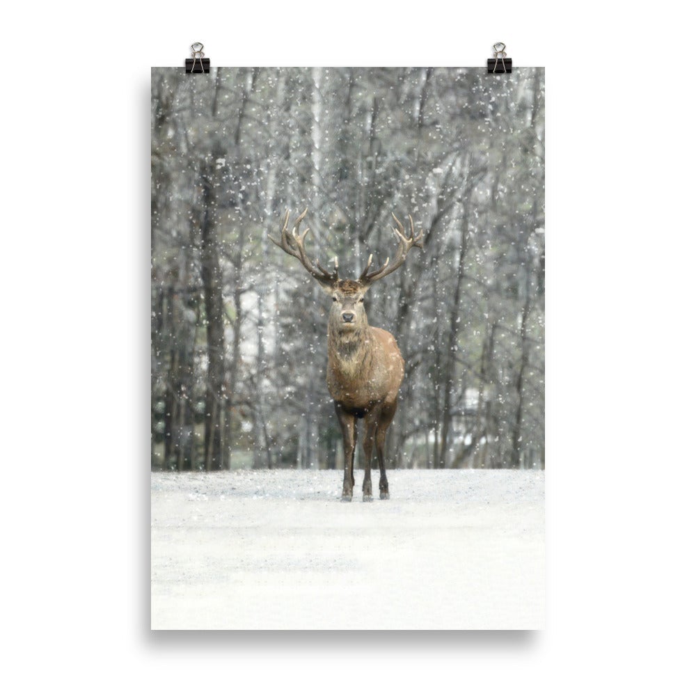 Rotwild im Schnee - Poster artlia 70×100 cm artlia